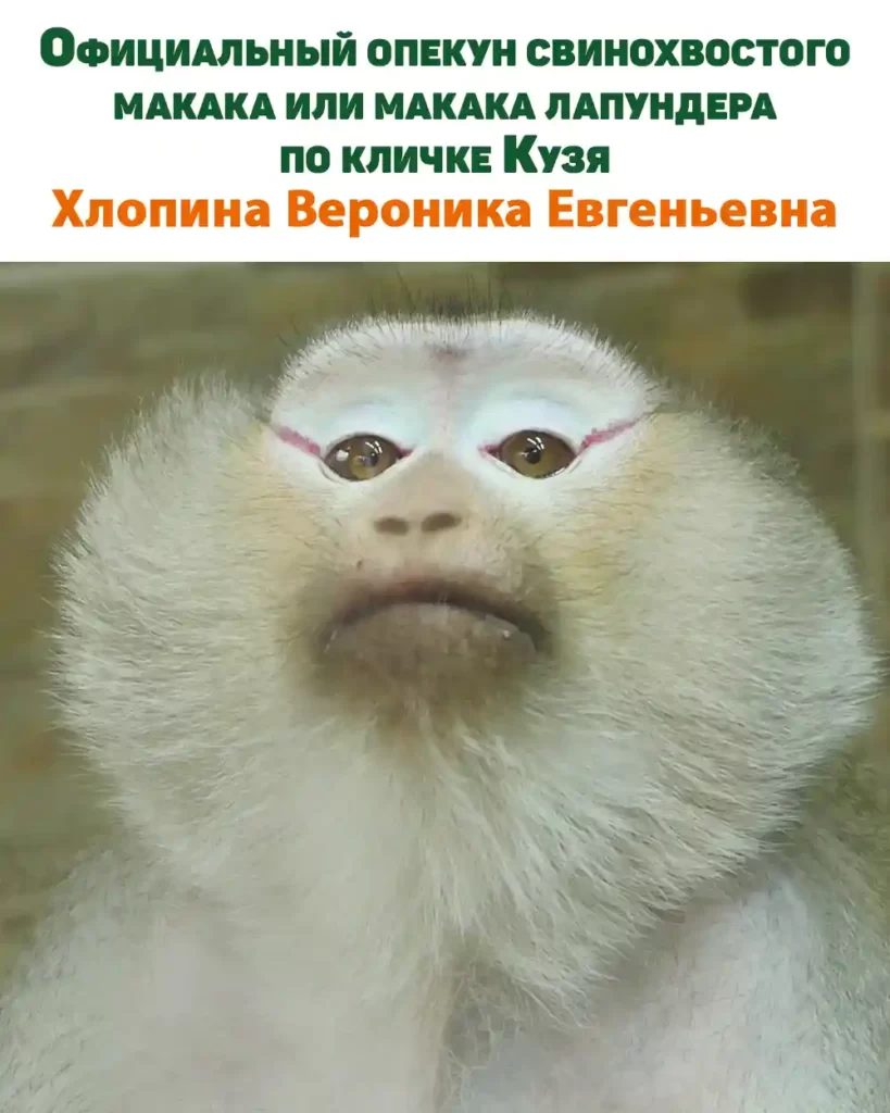 Официальный опекун свинохвостого макака или макака лапундера по кличке Кузя, Хлопина Вероника Евгеньевна