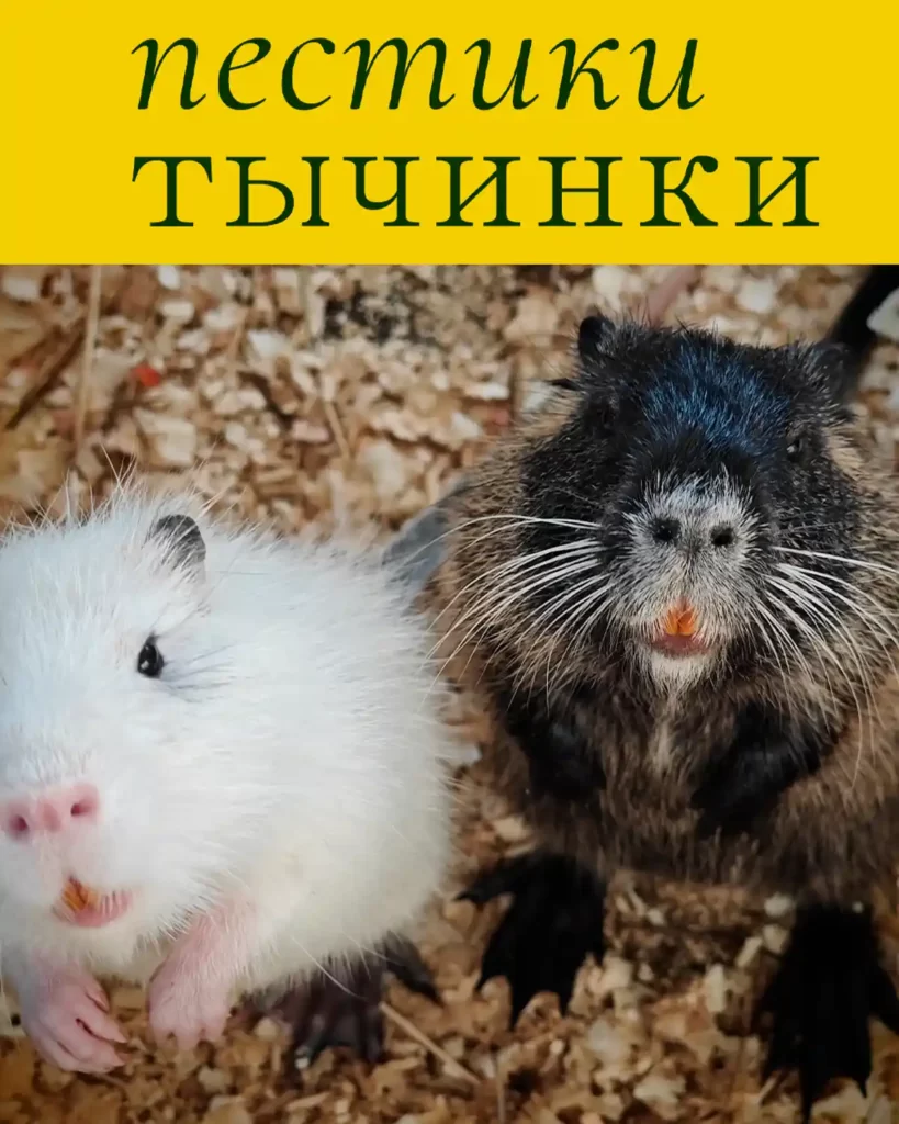О семье нутрий заботится цветочный магазин «Пестики тычинки».
