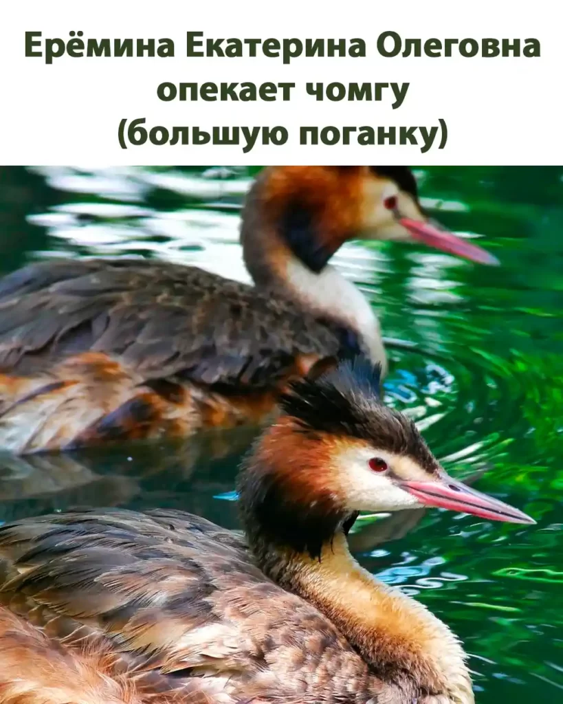 Ерёмина Екатерина Олеговна оказывает поддержку в спасении чомг (поганок), попавших в трудную ситуацию.