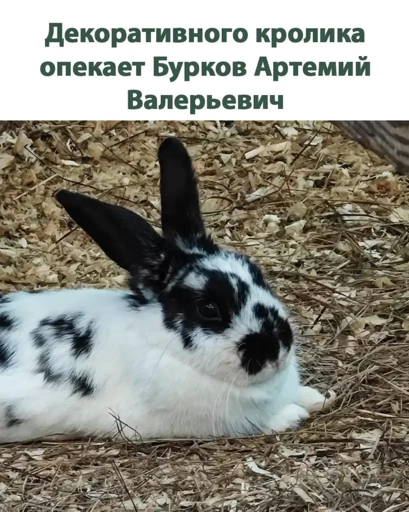О декоративном кролике заботится Бурков Артемий Валерьевич