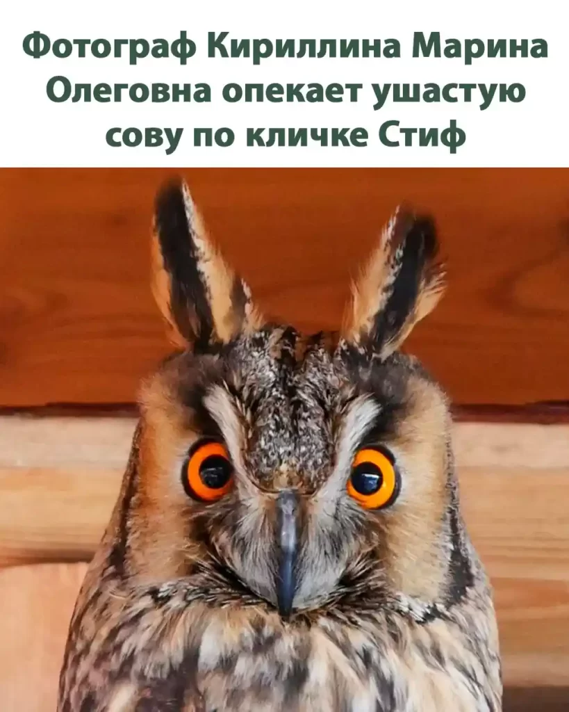 Фотограф Кириллина Марина Олеговна опекает ушастую совупо кличке Стиф