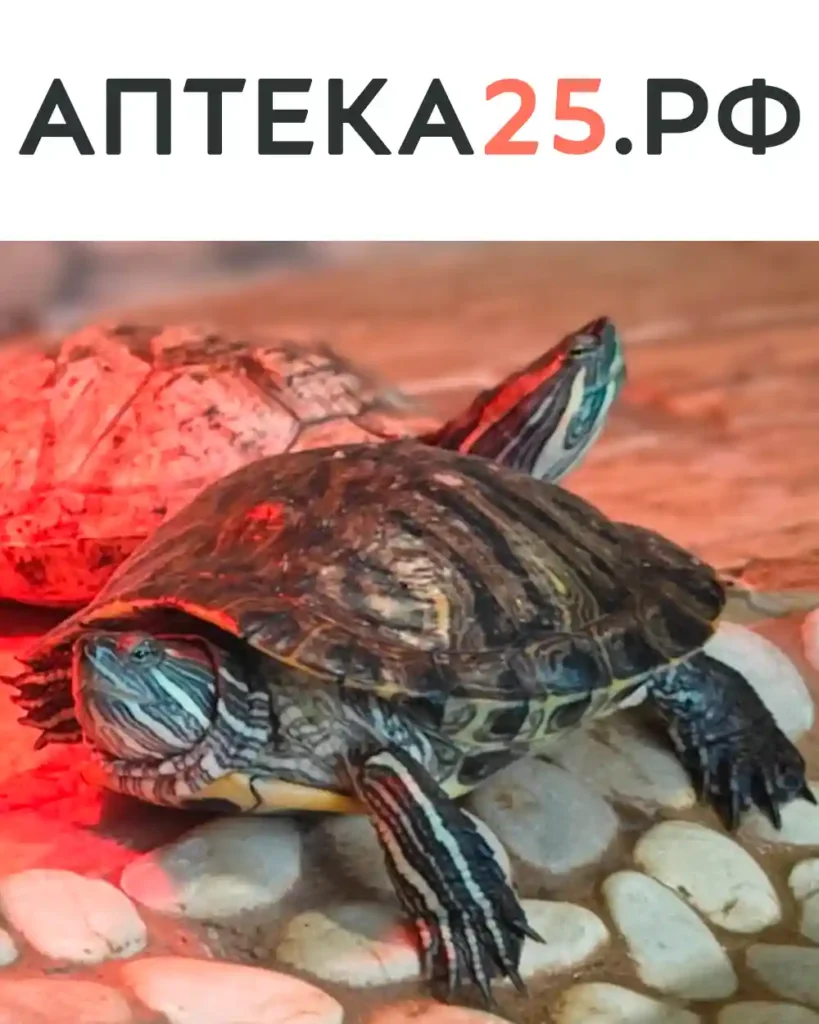 О черепахе Анне Сергеевне заботится сеть Аптека25.рф
