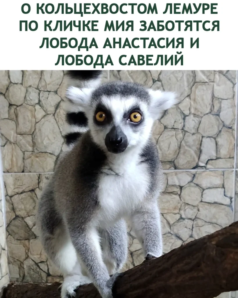 О кольцехвостом лемуре по кличке мия заботятся Лобода Анастасия и Лобода Савелий