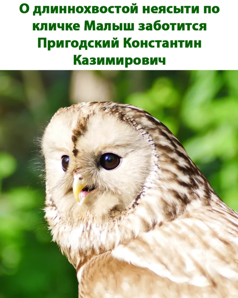 О длиннохвостой неясыти по кличке Малыш заботится Пригодский Константин Казимирович