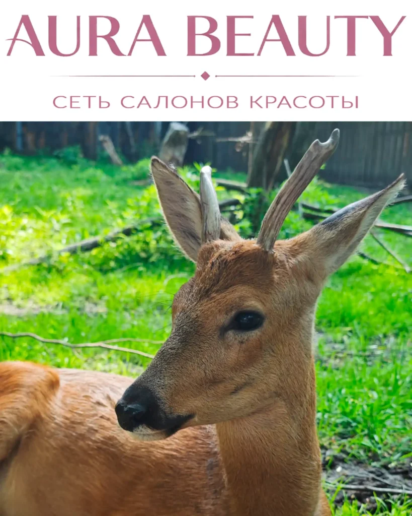 О косуле по кличке Фёдор заботится сеть салонов красоты AURA BEAUTY